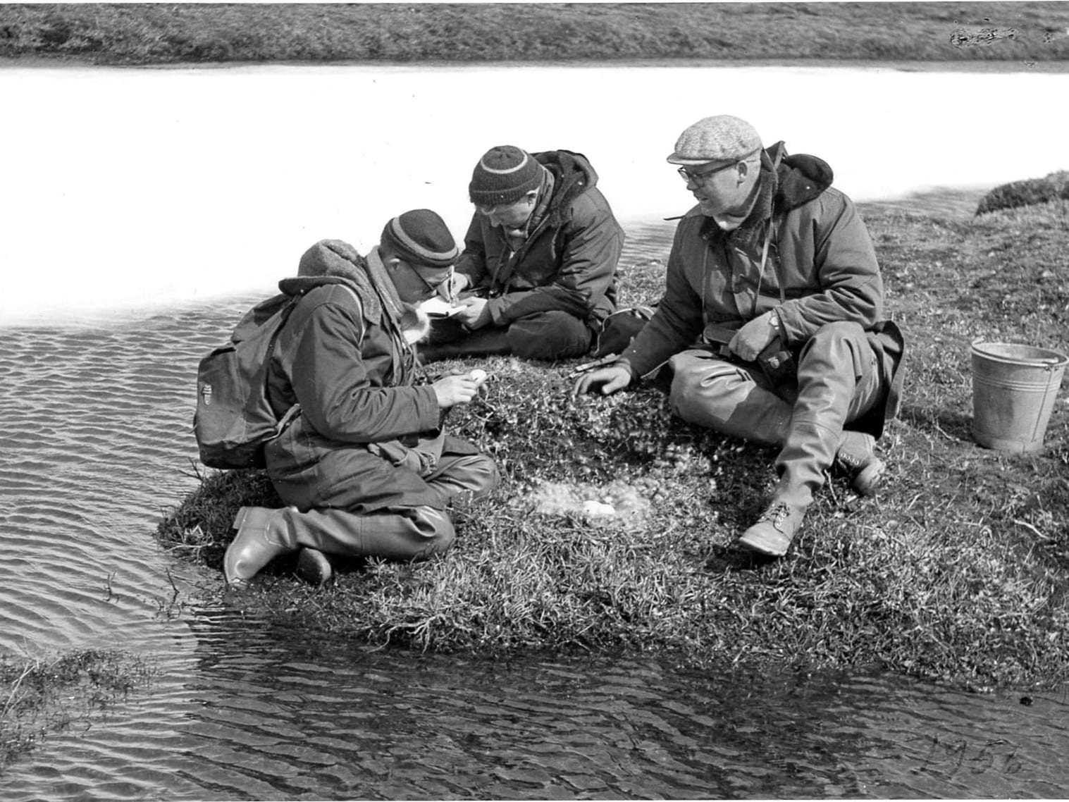 Mynd sem sýnir líffræðinga við rannsóknir á heiðargæsum í Þjórsárverum árið 1956