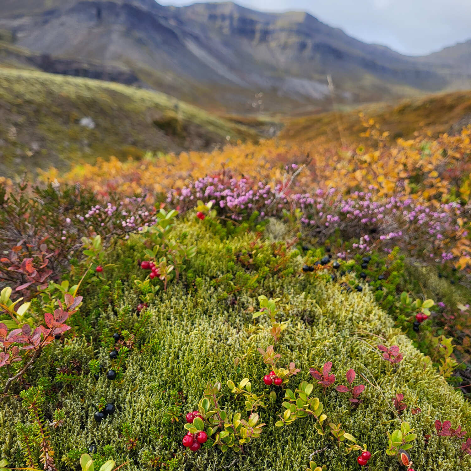 Rauðberjalyng (Vaccinium vitis-idaea) í Reyðarfirði