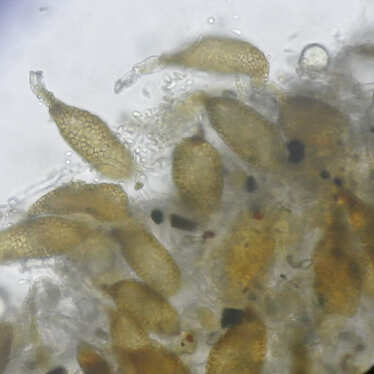 holsveppur Ampelomyces quisqualis