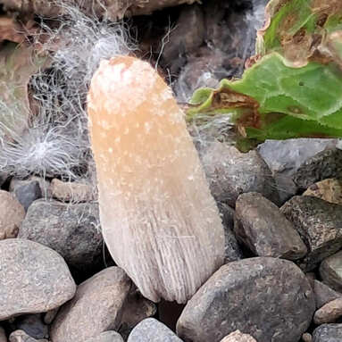 sveppur kallaður Hnökrablekill
