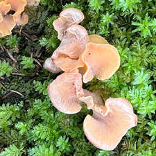 Hlaupsveppur Tremiscus helvelloides