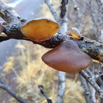 Hlaupsveppur Víðibólstur