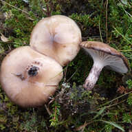 sveppurinn Lerkigompur