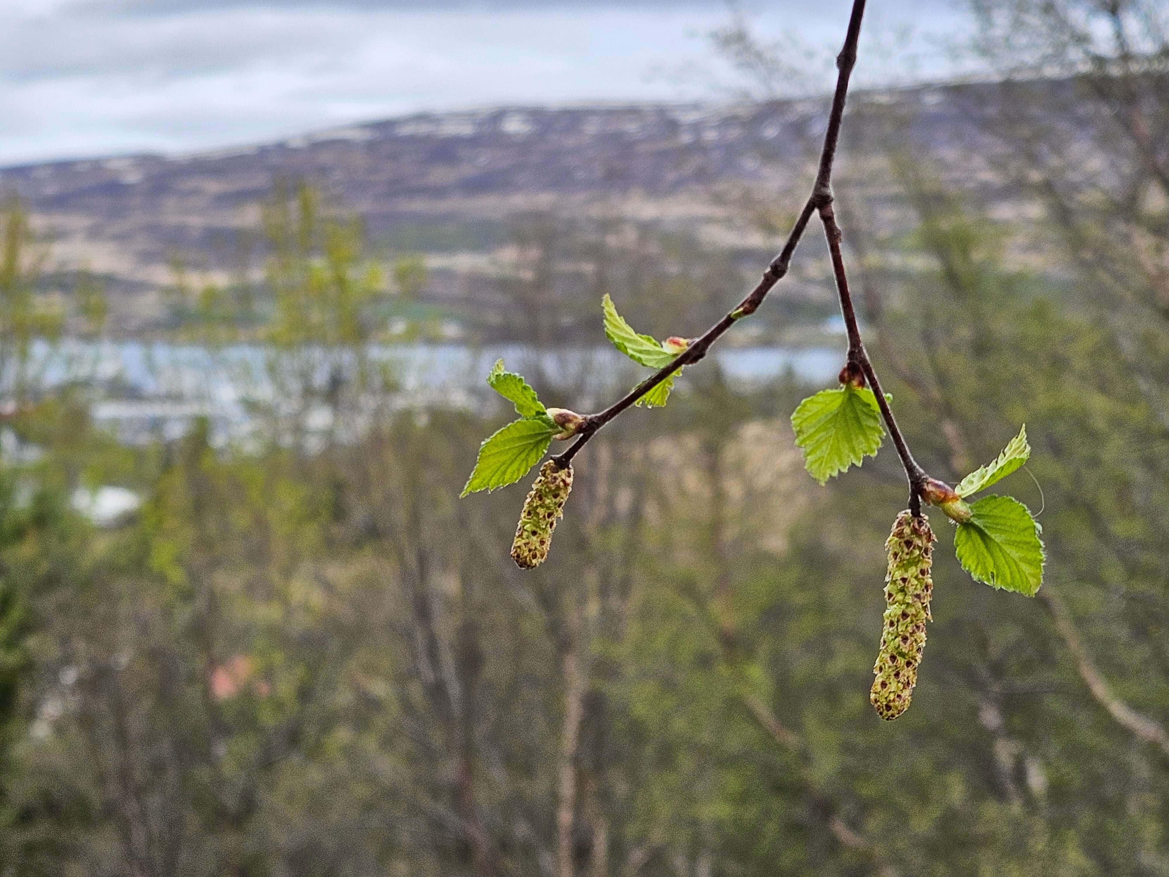Birkireklar tilbúnir að dreifa frjóum sínum