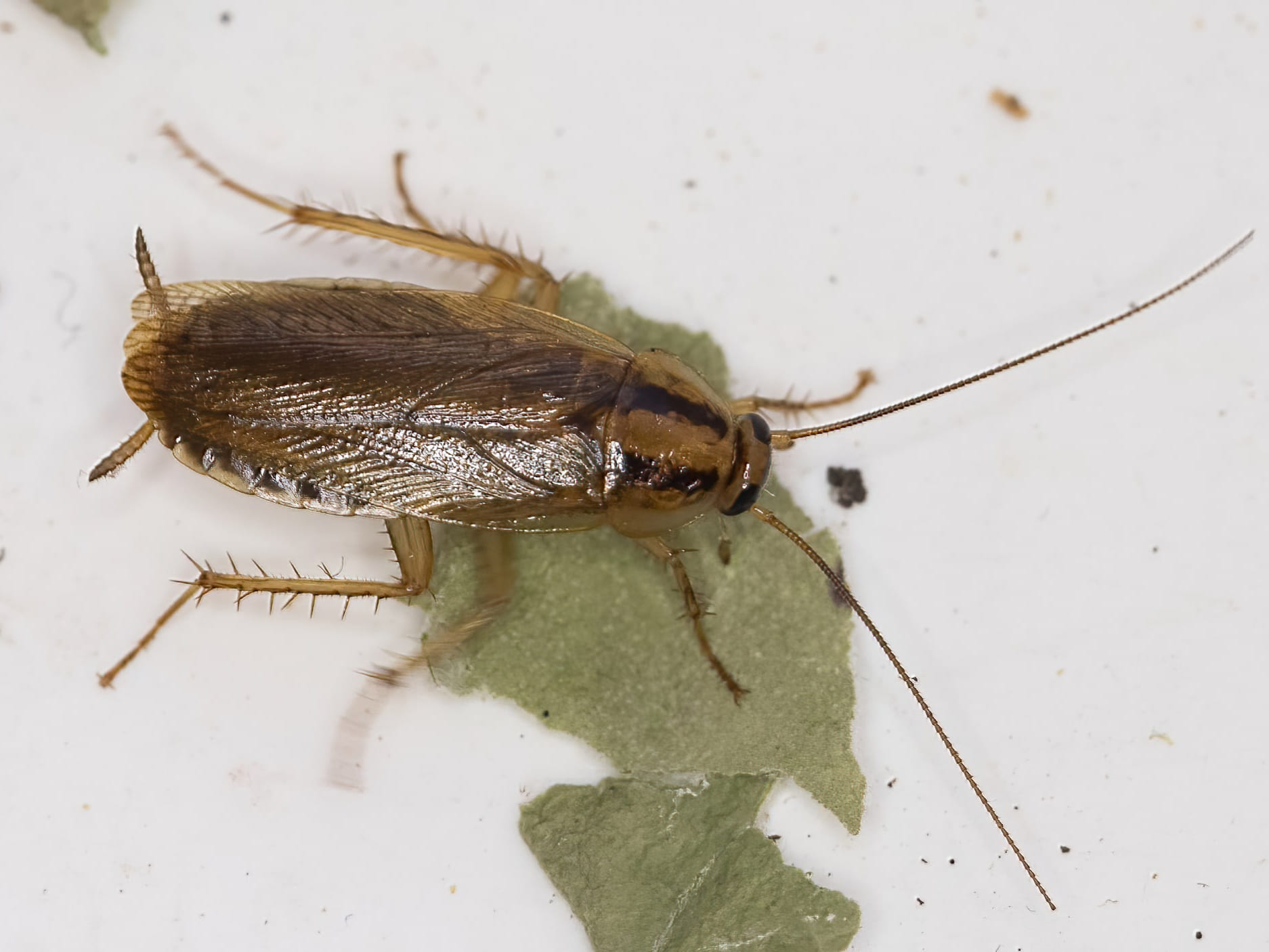 Húskakkalakki (Blattella germanica) 