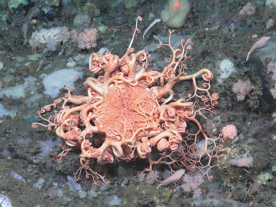Mynd af marflækju (Gorgonocephalus sp.)