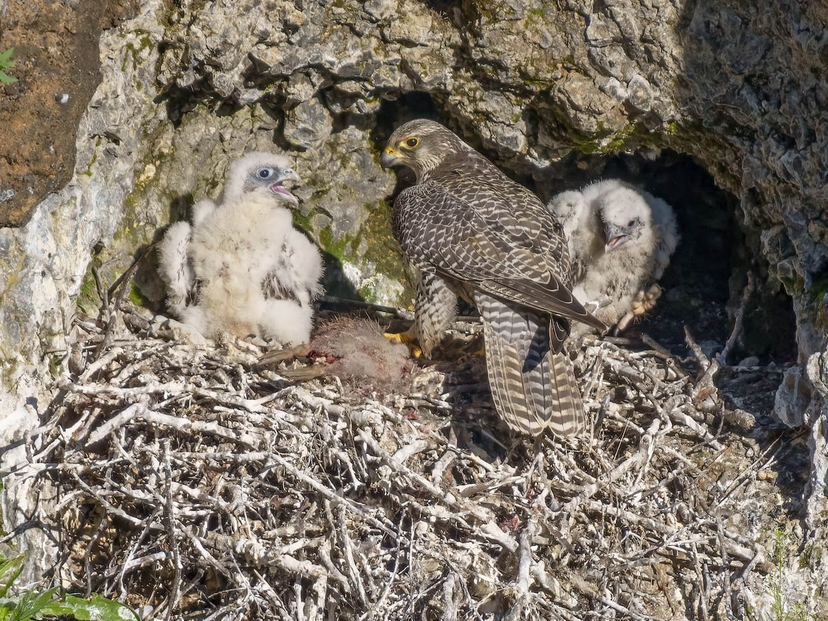 Mynd sem sýnir fálkamóður fóðra unga sína