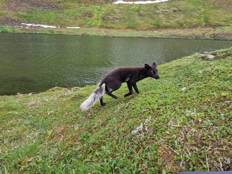 Mynd af ref á Hornströndum