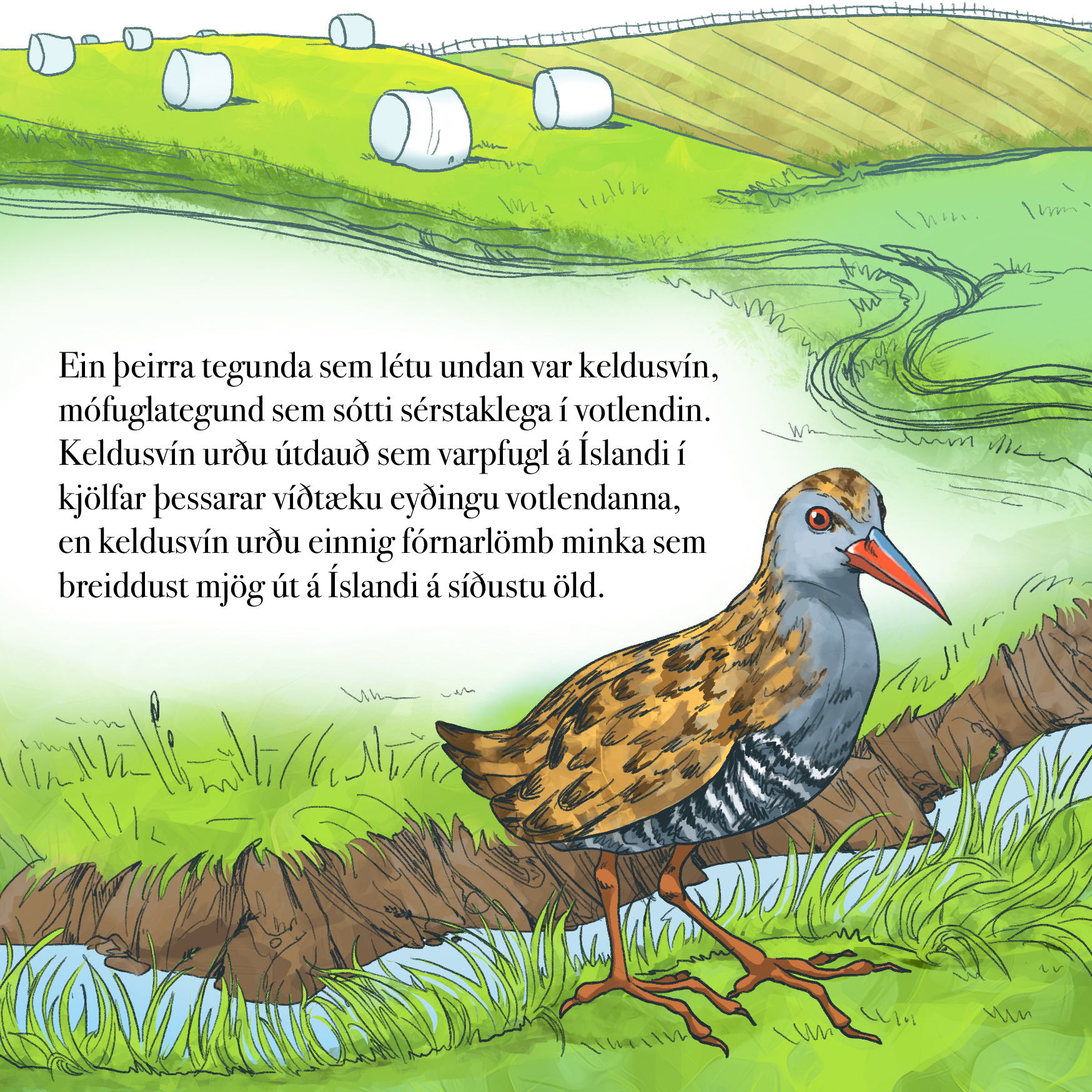 Dæmi 3 um fræðslumyndasögur